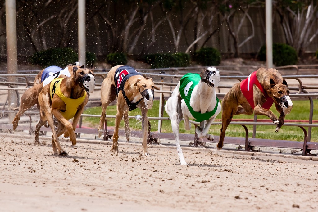 Segundo Machado, as corridas de cachorro atacam a saúde mental e física dos animais (Foto: Flickr/ Greens MPs/ CreativeCommons)