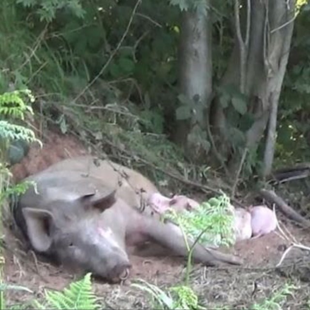 Porca foge de matadouro, dá à luz 10 filhotes e se salva do abate (Foto: Reprodução/Instagram)