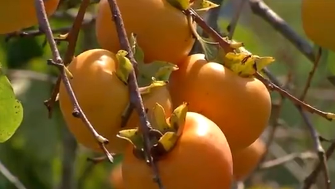 Safra do caqui em Mogi das Cruzes deve ficar 10% abaixo do que foi colhido em 2021