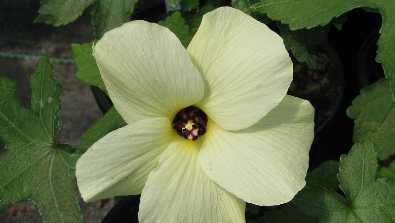 Hibiscus aculeatus (Foto: Helena Vieira/Arquivo Pessoal)