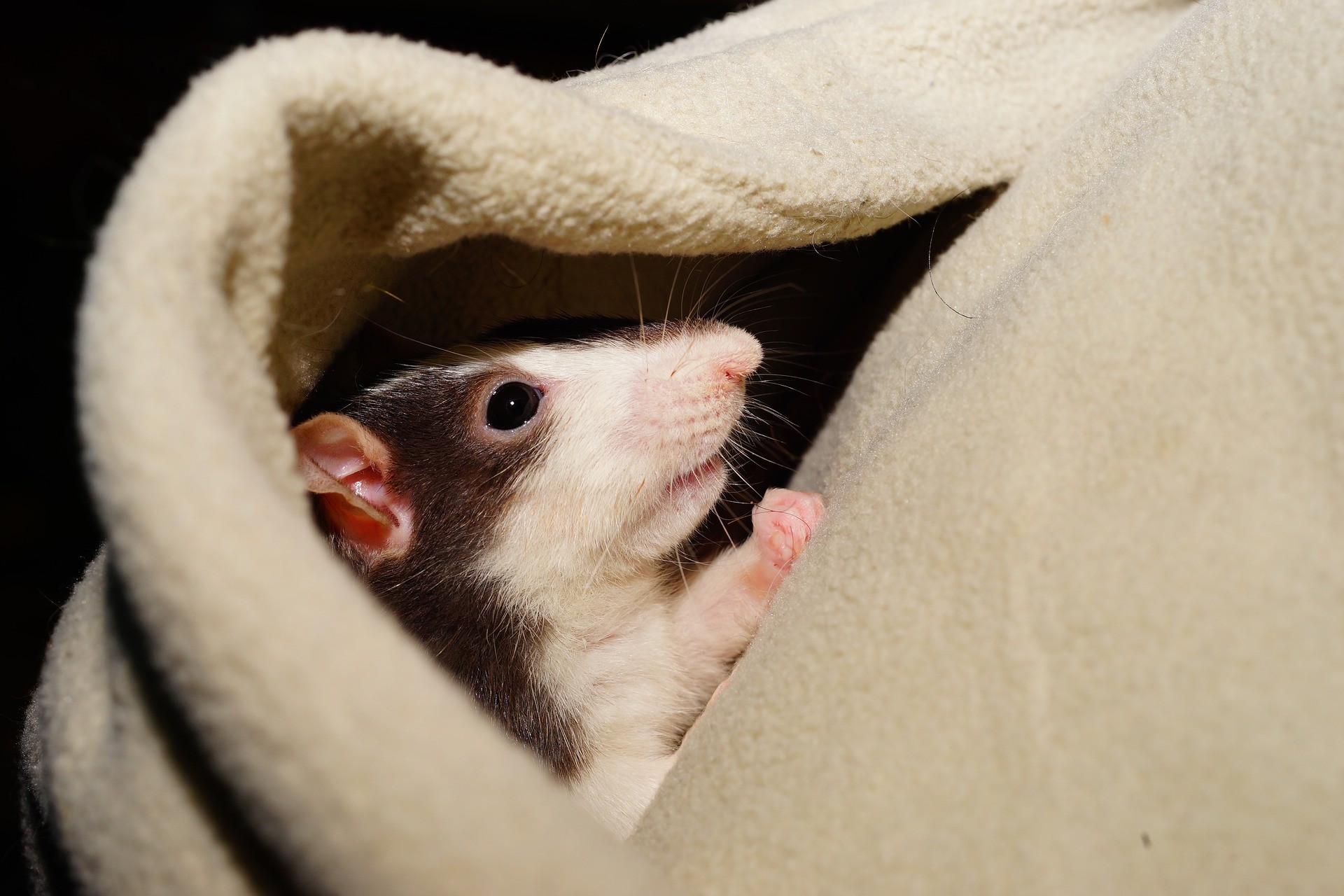Ratos também gostam de brincar de esconde-esconde, dizem pesquisadores alemães  (Foto: Pixabay)