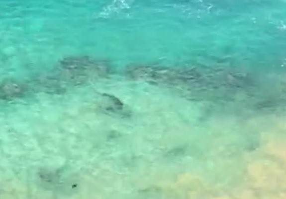 Vídeos mostram tubarão perseguindo tartaruga no mar em Noronha thumbnail