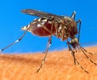 SP confirma 3ª morte na capital por dengue (Reprodução)