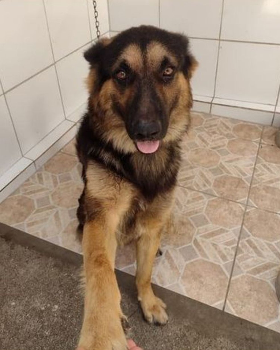 VÍDEO: homem força portão de igreja e furta cachorro de padre