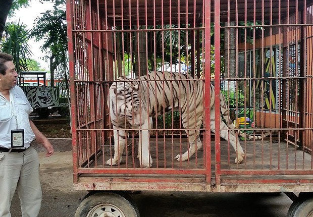 Vinte exemplares de animais selvagens foram encontrados abandonados por circos em jaulas, sem alimento e nem água. No México, uma nova lei proíbe os circos de possuírem leões, tigres e outros animais selvagens (Foto: EFE/PROFEPA)