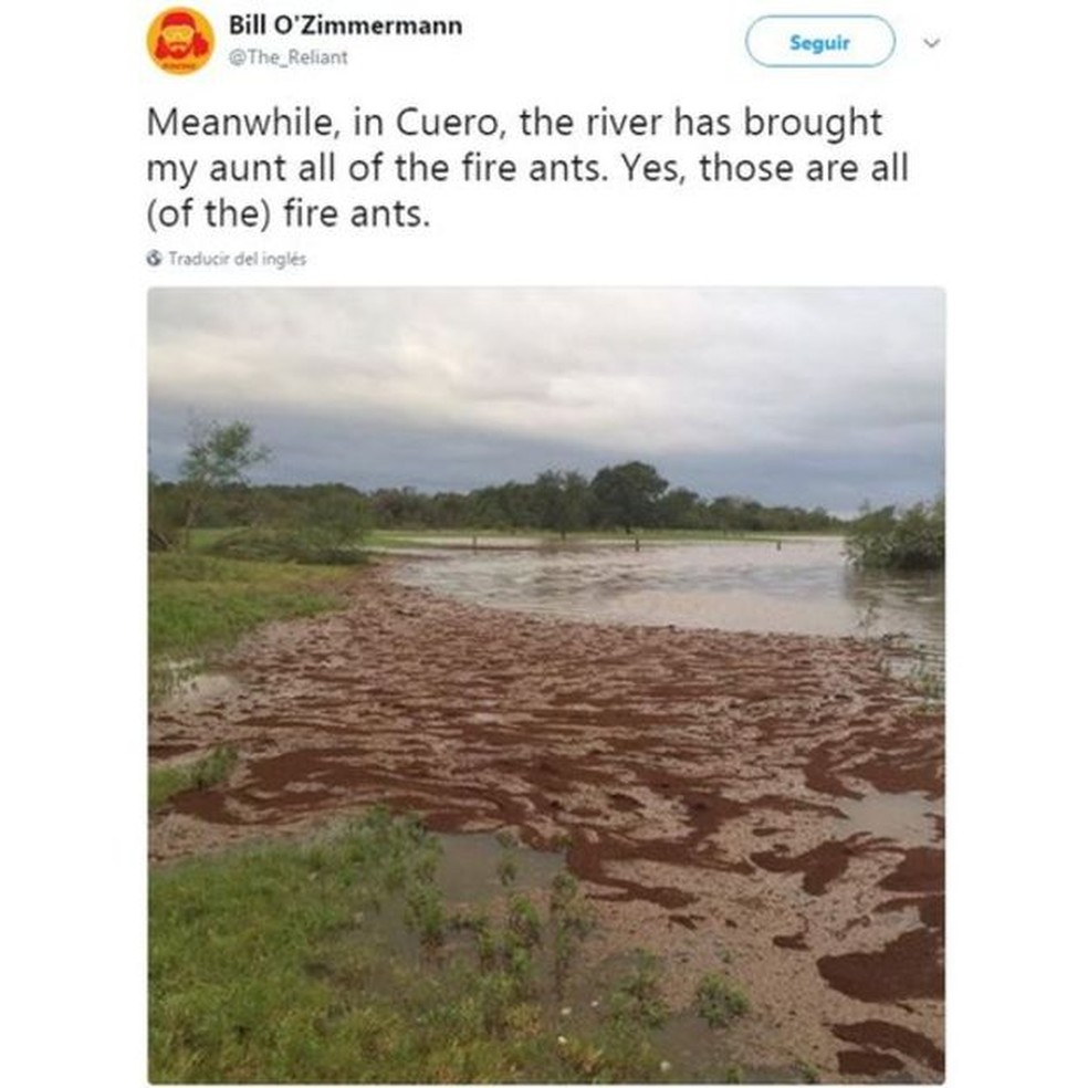 Não é lama, mas sim milhares de formigas  (Foto: @The_Reliant/Twitter)