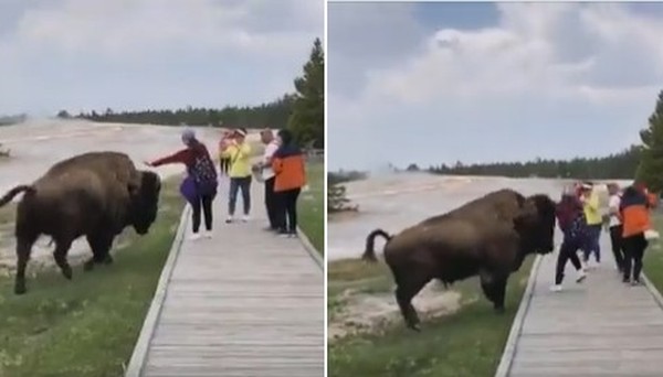 Visitante se aproxima de bisão para tirar selfie e quase é chifrada em parque