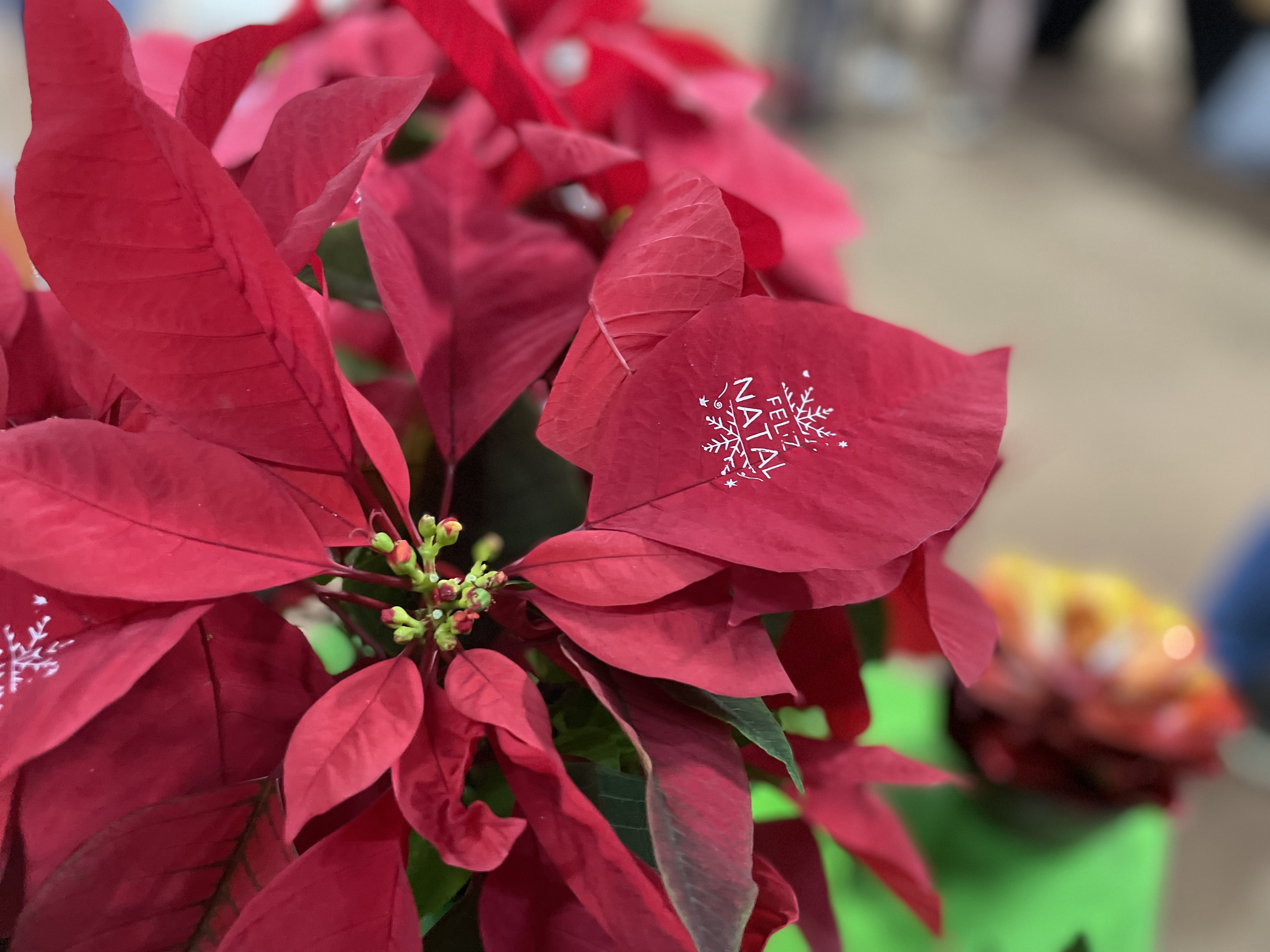 Folhas 'tatuadas', maquiagem de neve e pisca-pisca: g1 mostra inovações natalinas na maior cooperativa de flores do Brasil
