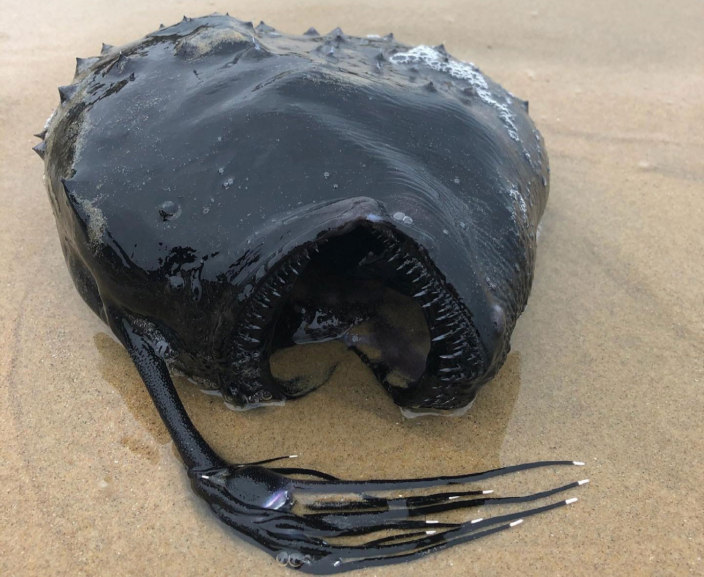Peixe gigante das profundezas do oceano é encontrado em praia na Califórnia thumbnail