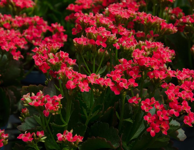 10 plantas com flores para trazer alegria para casa (Foto: Getty Images)