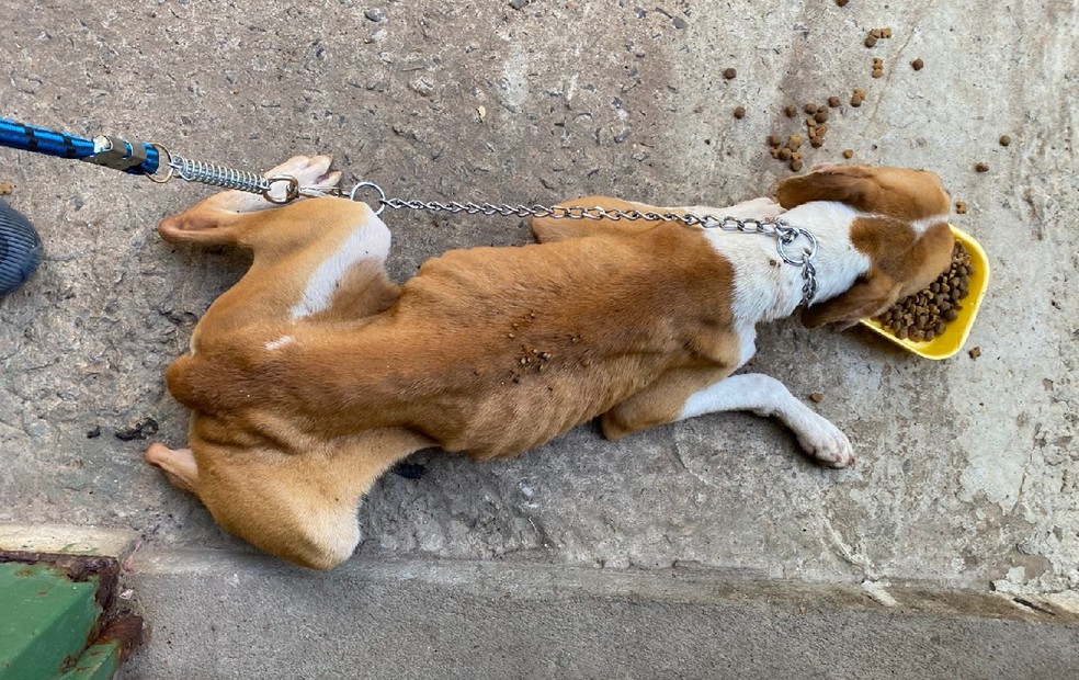 Um dos cães resgatados na zona norte de Marília — Foto: ONG Spaddes/Divulgação
