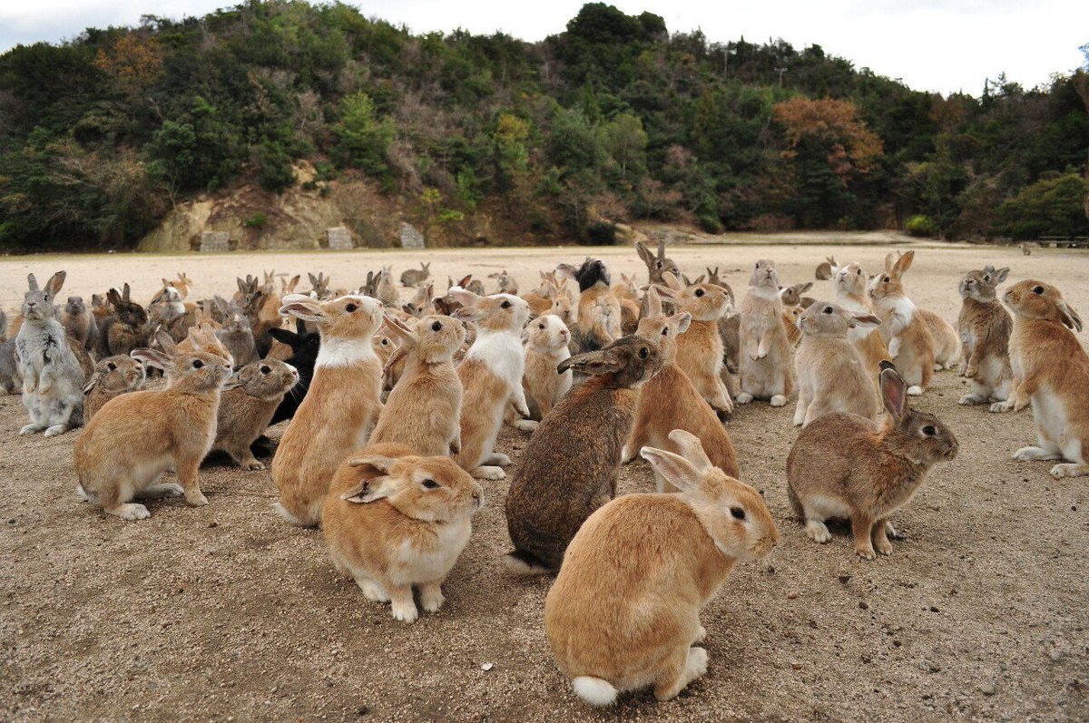 Os coelhos de Okunoshima eram utilizados como cobaias e foram deixados na ilha após o fim da guerra (Foto: bangalorelyf/ Reprodução)