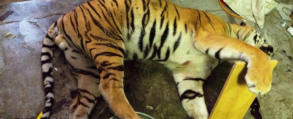 Tigre é encontrado morto em local clandestino na cidade de Praga (Foto: Divulgação/CEI)