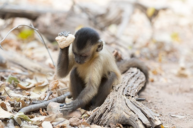 Macacos-prego da Serra da Capivara utilizam ferramentas para diferentes atividades há ao menos 3 mil anos (Foto: Tiago Falótico / USP)