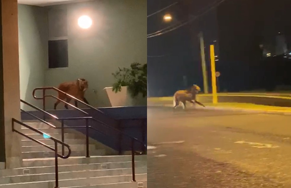 Personagem da nova c&eacute;dula de R$ 200, lobo-guar&aacute; &eacute; flagrado em escola de Bauru &mdash; Foto: Arquivo pessoal