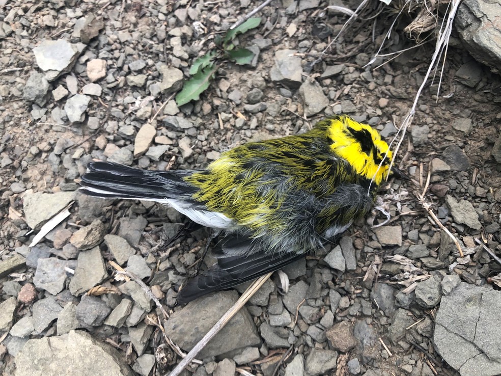 Pássaro morto encontrado no Novo México, nos EUA — Foto: Stephanie May Joyce/New Mexico State University