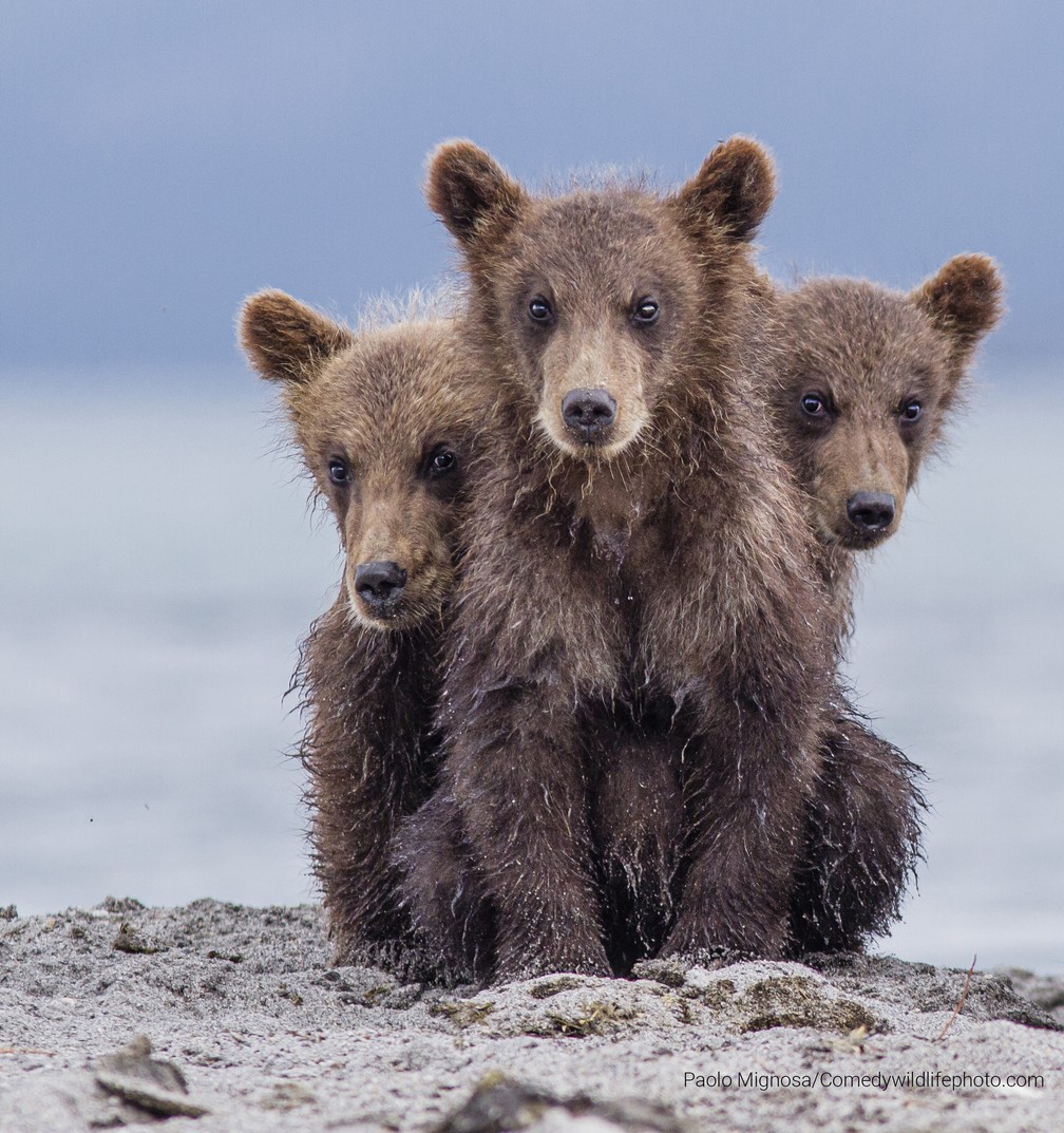 O urso de três cabeças — Foto: Paolo Mignosa/Comedy Wildlife 2022