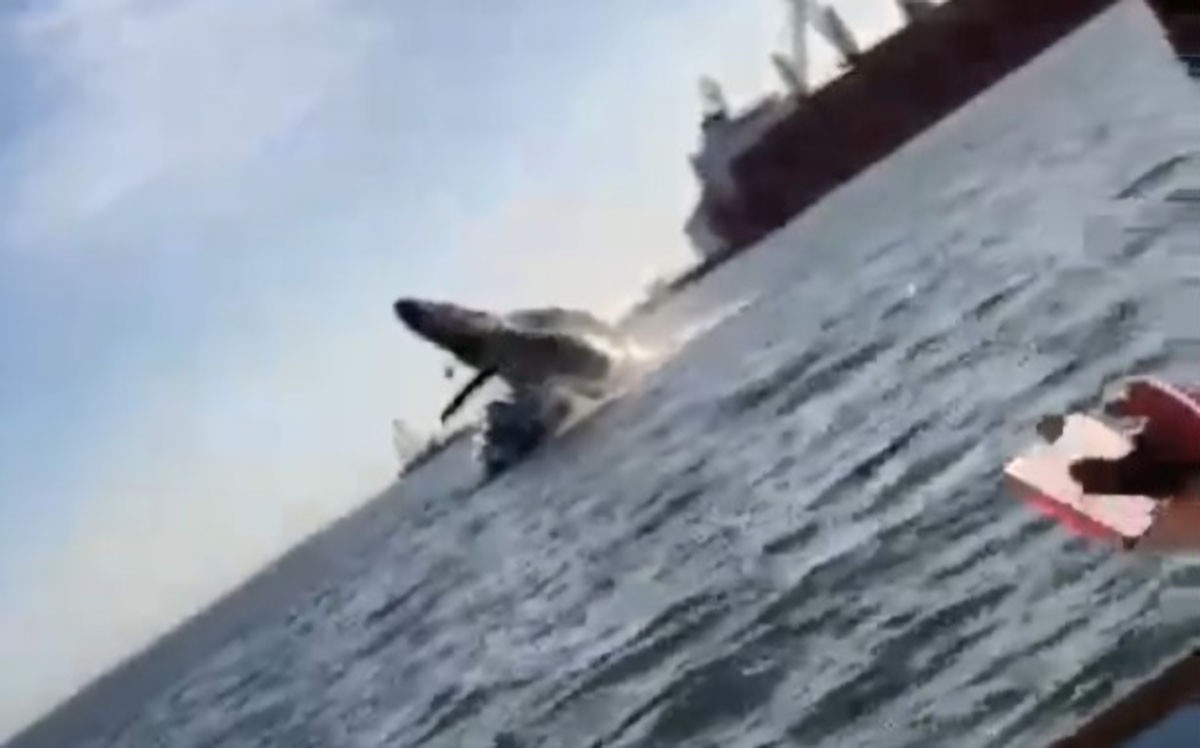 Baleia salta e cai em cima de lancha de turistas no México