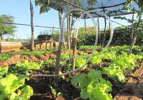 irrigação-agricultura-familiar (Foto: Divulgação/Mudas)