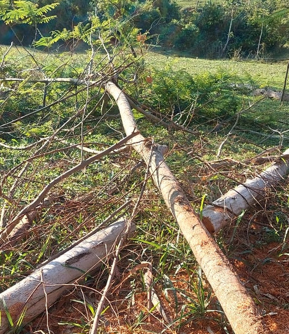Homem é multado em R$ 1,5 mil por corte de árvores em Presidente Prudente (SP) — Foto: Polícia Ambiental