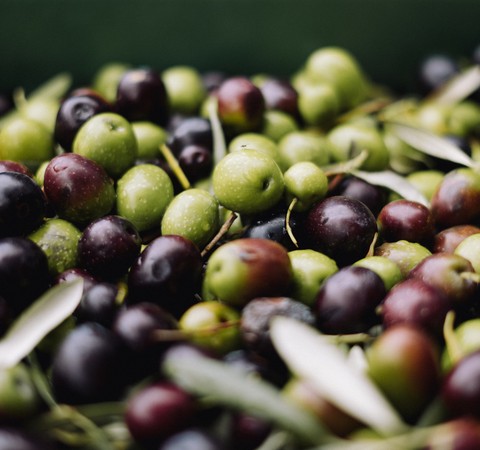 Estudo revela que humanos cultivam oliveiras há, pelo menos, 7 mil anos
