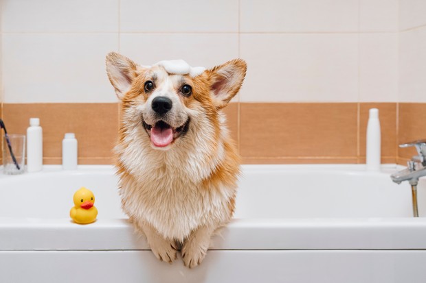 Como dar banho em pets no inverno (Foto: Getty Images)