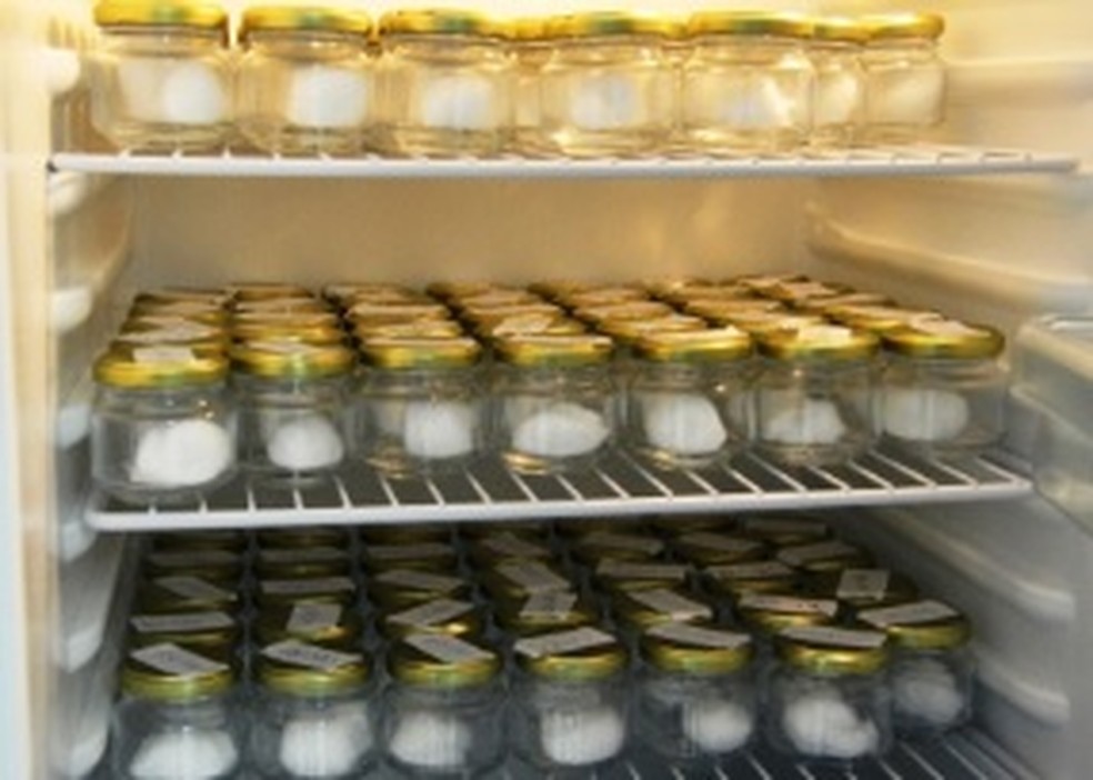 Material usado para coletar suor de pessoas testadas para a Covid-19 está armazenado na UFRPE — Foto: UFRPE/Divulgação