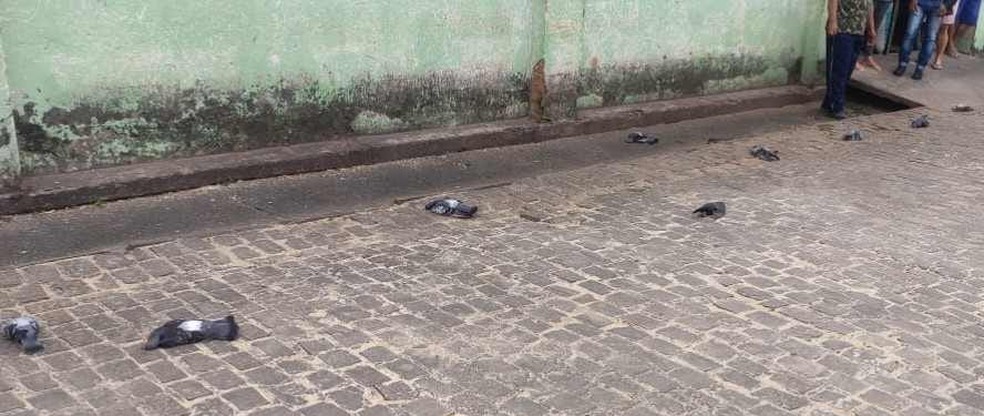 Pombos são encontrados mortos em Jacobina — Foto: Site Jacobina Notícias