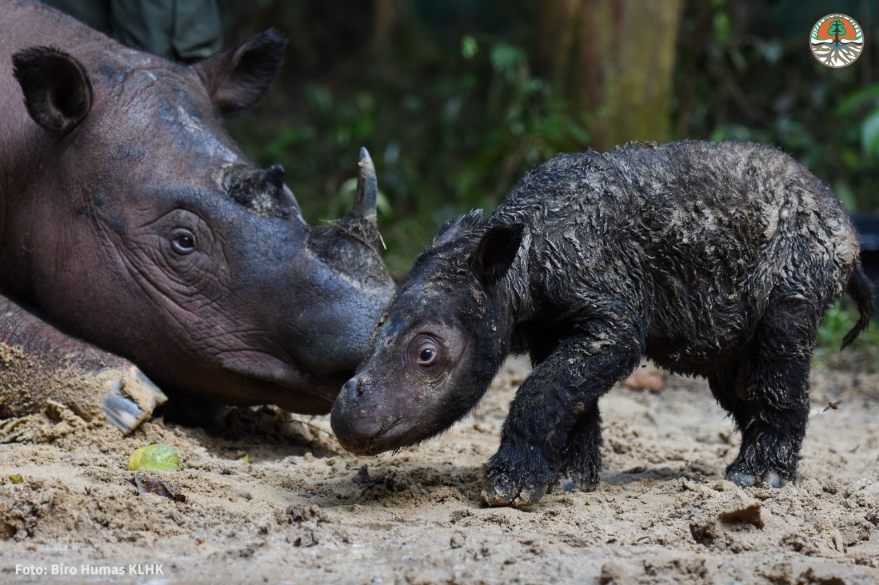  Rinoceronte-de-sumatra Rosa com seu filhote  (Foto: PPID )