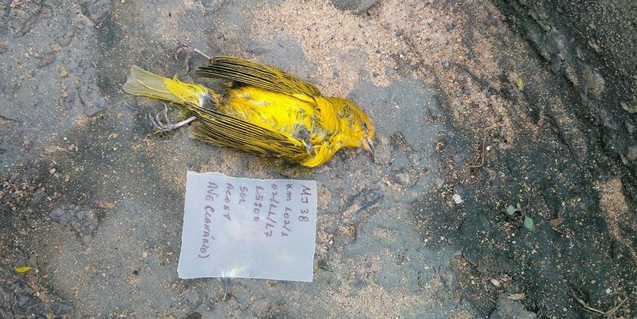 Animais mortos na BR-101 viram exposição ambiental no ES para chamar atenção aos acidentes