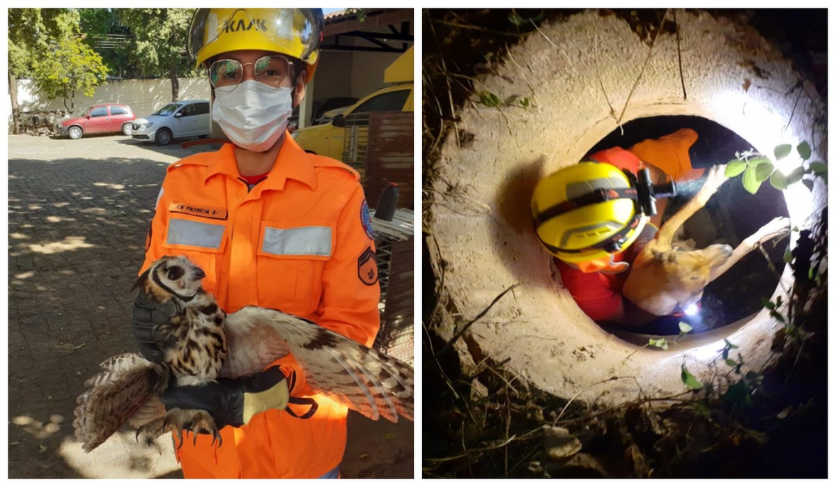 Coruja e cachorro são resgatados pelo Corpo de Bombeiros em Montes Claros