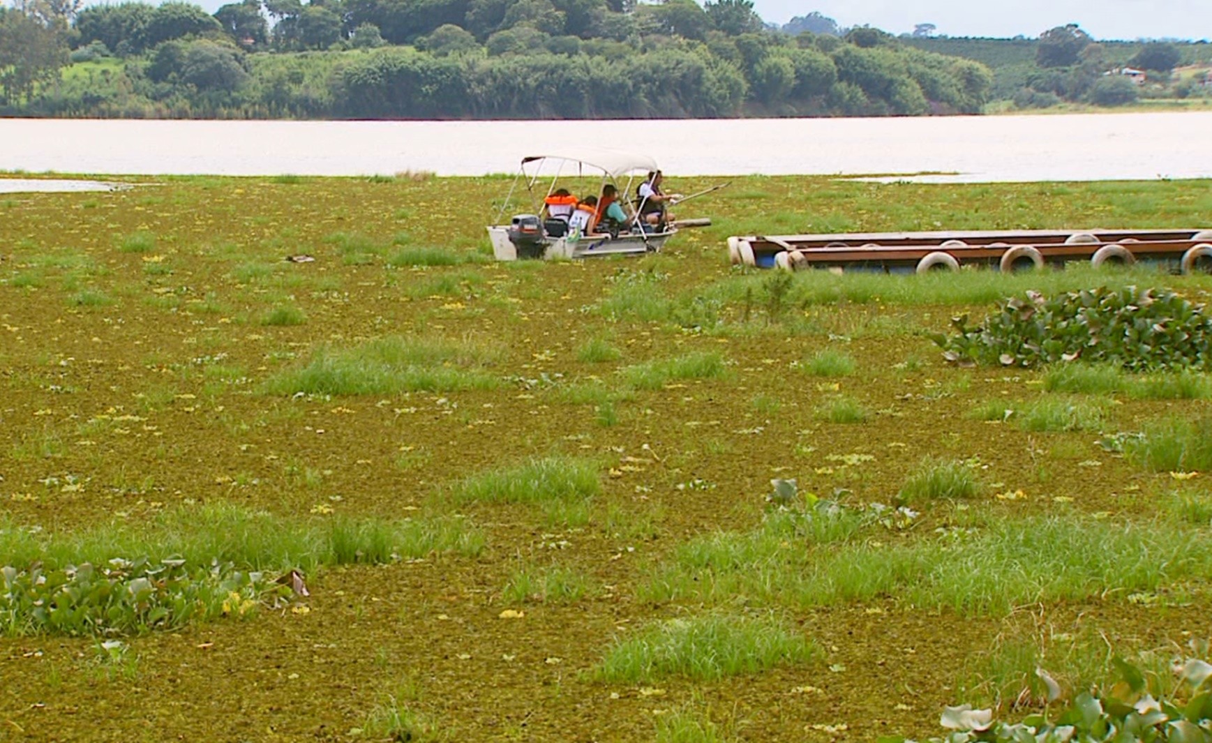 Voluntários retiram parte de material poluente que provoca aguapés às margens do Lago de Furnas, em Fama, MG