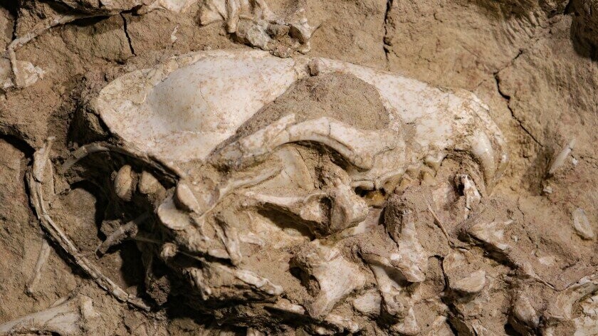 O crânio parcialmente escavado de um Archeocyon, uma antiga espécie de cachorro que viveu há 28 milhões de anos (Foto: Cypress Hansen/Museu de História Natural de San Diego)