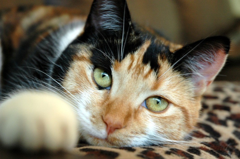 Ainda que seja um pet que fica a maior parte do tempo dentro de casa, o gato pode ser contaminado de diversas outras formas