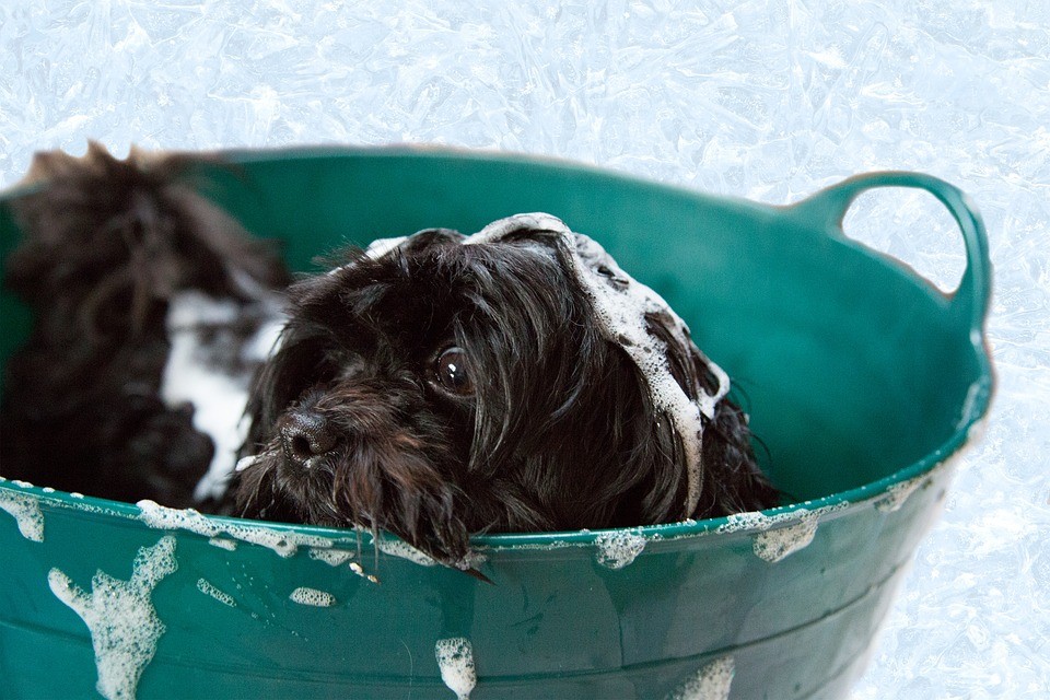O banho em cachorro em casa precisa tomar alguns cuidado para não prejudicar a sua saúde (Foto: Pixabay/ AmandaCullingford/ CreativeCommons)