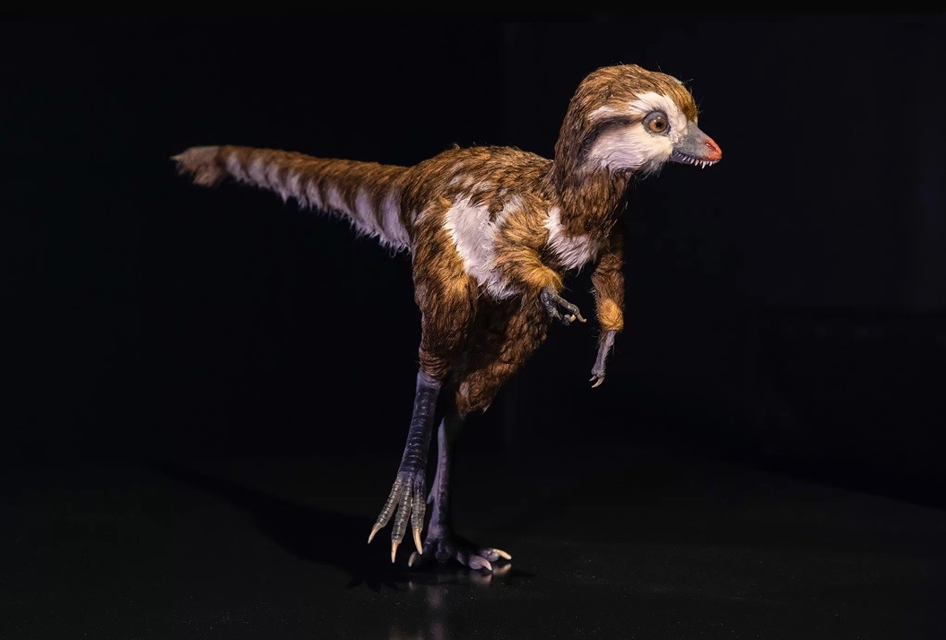 Representação de um filhote de Tiranossauro Rex (Foto: AMNH/D. Finnin)