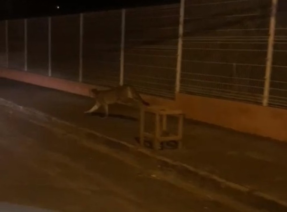 Onça avistada na zona urbana de Garça — Foto: Arquivo pessoal/Reprodução