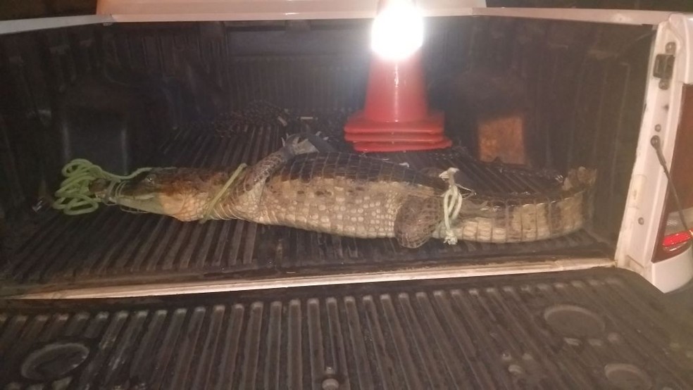 Jacaré foi encontrado em quintal de casa no Piauí (Foto: Divulgação / Polícia Militar )