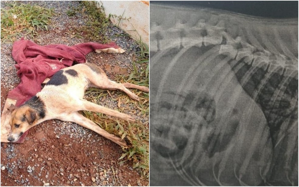 ONG denuncia motorista de ônibus por atropelar cachorra e fugir sem prestar socorro em Itapetininga (SP) — Foto: UIPA/Divulgação