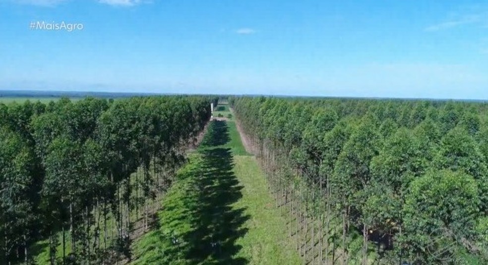 Florestas plantadas se tornam tendência no norte do estado — Foto: TV Centro América