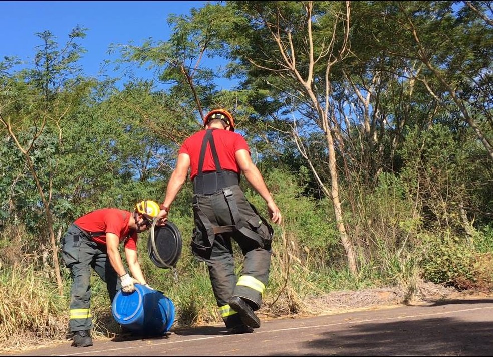 Tamanduá-mirim foi capturado em Rosana (Foto: Corpo de Bombeiros/Divulgação)