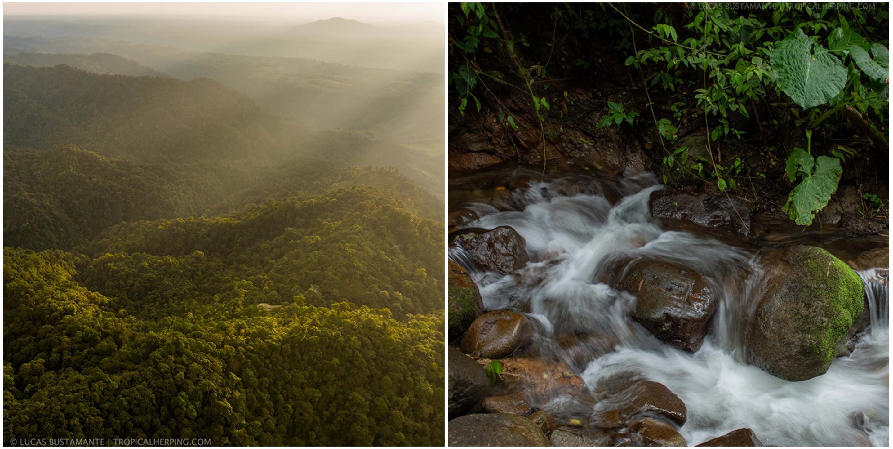 Densas florestas nubladas (à esquerda) e os rios caudalosos (à direita) do Andes (Foto:  Lucas Bustamante)