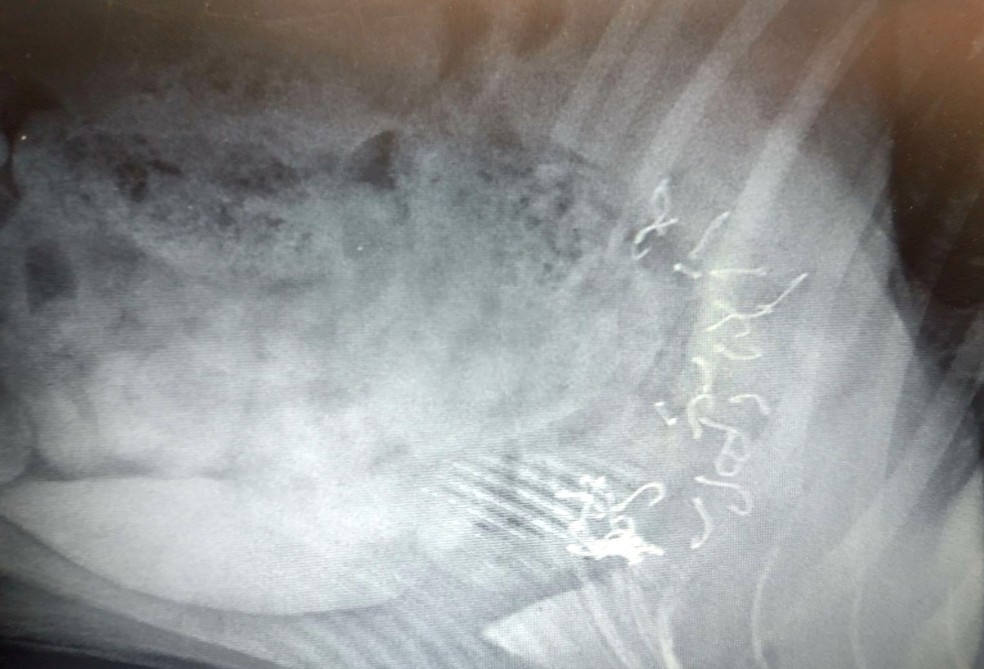 Raio-x mostra anzóis dentro do estômago de cachorros — Foto: Reprodução/EPTV