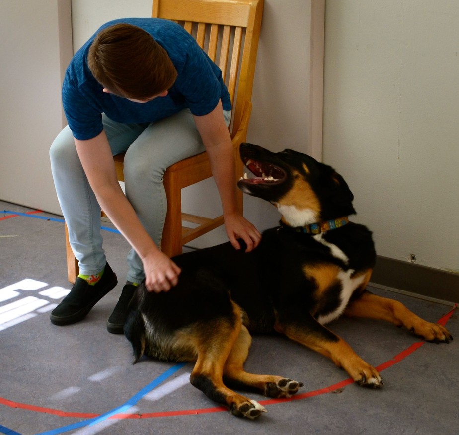 Imagem de um dos testes realizados para medir a sociabilidade dos cães