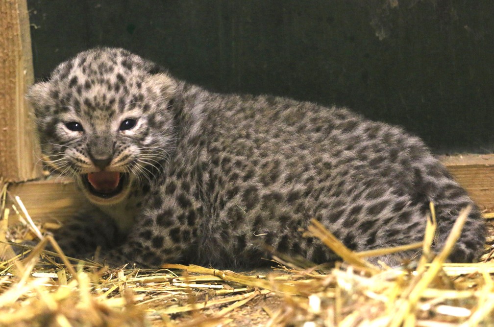 Zoo apresenta filhote de leopardo-persa na Hungria (Foto: Janos Vajda/MTI via AP)