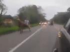 Cavalos apanham em rodovia durante racha de charretes entre jovens; veja 