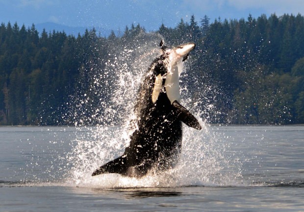 Fotógrafa flagrou orca saltando fora da água e capturando toninha (Foto: Nina Bowling/Caters News/Grosby Group)
