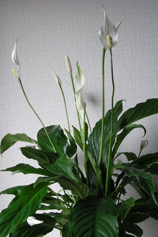 É a cor branca da flor do lírio-da-paz que remete à paz e à absorção de energias negativas  (Foto: TUFOWKTM / Wikimedia Commons)