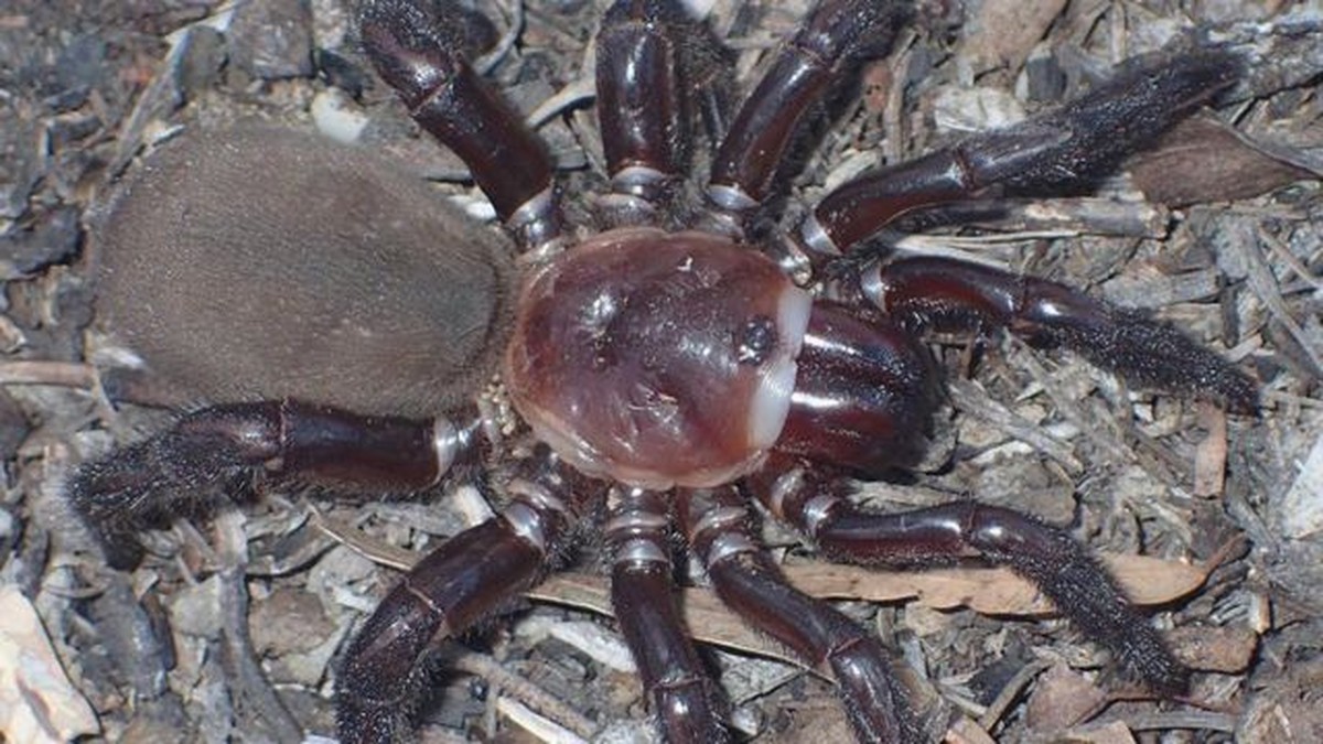 New “amazing” spider species discovered in Australia |  Sciences