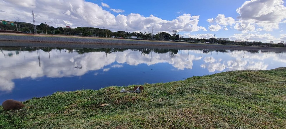 Capivara no Rio Pinheiros, Zona Oeste de So Paulo  Foto: Brbara Muniz Vieira/g1
